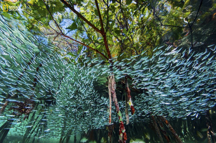 Arrecife y peces "silverside", una de las mejores imágenes de la revista National Geographic en 2016 Foto: David Doubilet and Jennifer Hayes