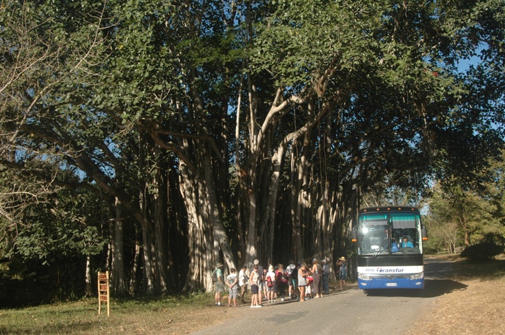 La cifra de más de 56 mil turistas constituye nuevo récord de visitantes para el Jardín Botánico de Cienfuegos. /Foto: Cortesía del Jardín Botánico.