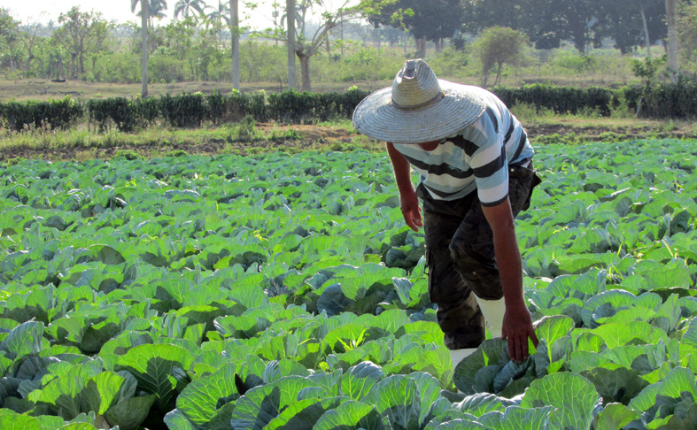 La agricultura suburbana en Cienfuegos manifiesta sus potencialidades como fuente de alimentos. /Foto: Yuliet Sáez Llanes.