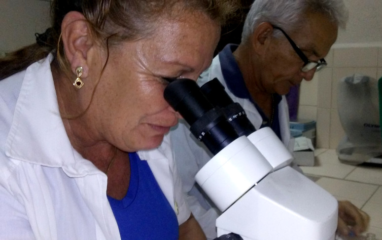 Desde una posición casi anónima y tras un microscopio, una “guardia” permanente de entomólogos vela por la salud de los cienfuegueros. /Foto: Ismary Barcia