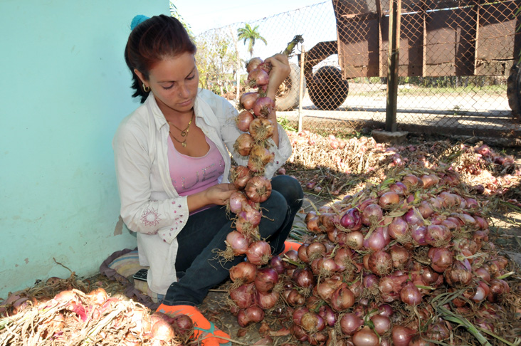 Laura teje una ristra de cebollas moradas y cuando son cerca de las 10:00 a.m., ya tiene una buena cantidad. Trabaja contratada por un campesino para hacer este engorroso trabajo. /Foto: Juan Carlos Dorado