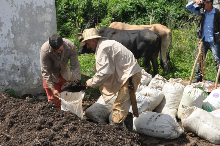 El uso de materia orgánica forma parte del programa agroecológico. Fotos: Efraín Cedeño