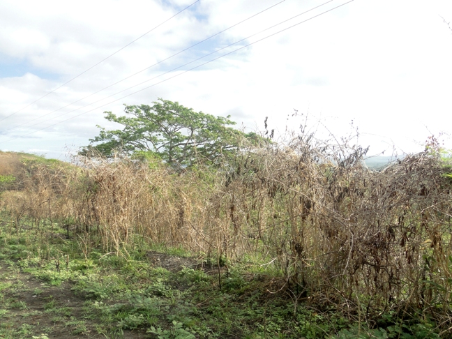 Los árboles secos y ramas desgajadas muestran los efectos de la sequía y deslucen las montañas Foto: Yoley Santana González