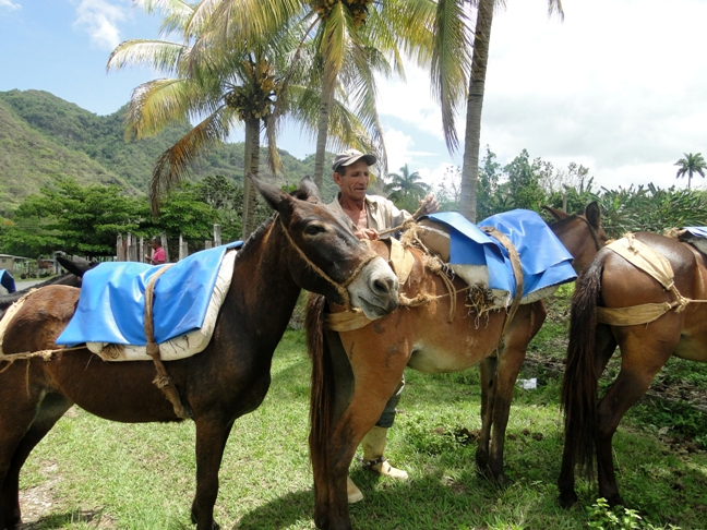 Con sus mulos, Elier transporta las producciones de los campesinos. Foto: Yoley Santana