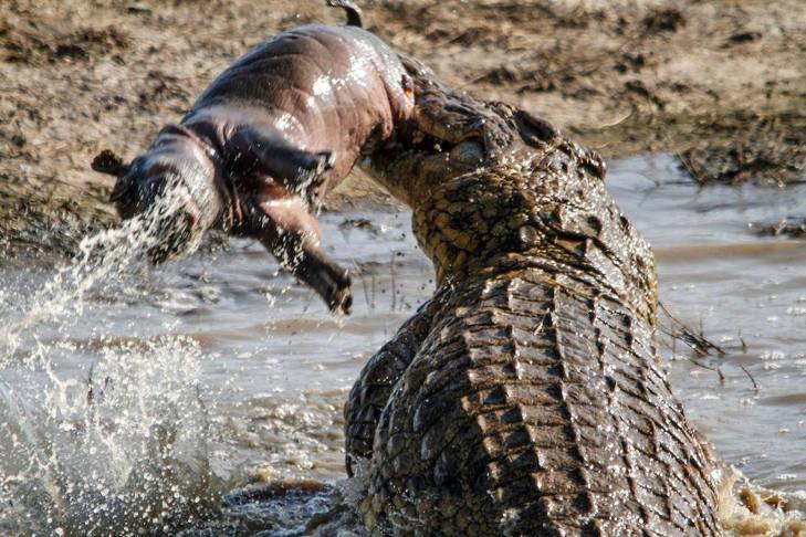 Cocodrilo africano atrapa a hipopótamo. Foto: Tomada de Internet