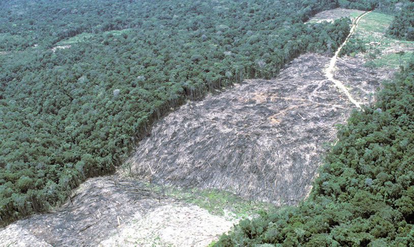 La amazonia brasileña, el más importante de los “pulmones verdes” del planeta, es objeto de un inusitado proceso de deforestación con fines lucrativos de parte de empresas del negocio maderero. /Foto: Colin Jones (www.globallookpress.com)