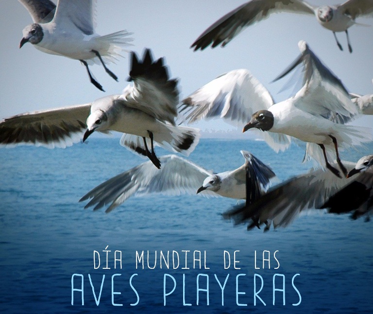 El Día Mundial de las Aves Playeras se celebra el 6 de Septiembre desde 2014 entre el gremio de científicos y amantes de la ornitología en Cuba y el mundo. /Foto: Internet