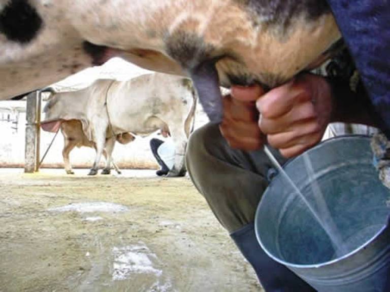 En el acopio de leche, debido a la actual coyuntura, se decidió acercar las producciones hasta un punto donde se hace una recogida única. /Foto: Radio Nuevitas