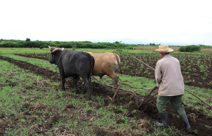 El incremento de la tracción animal en las atenciones culturales y otros laboreos es uno de los más importantes retos del sector agropecuario en la actual coyuntura. /Foto: Juan Carlos Dorado