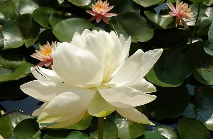 El hábitat natural de la flor de loto son estanques y lagunas. /Foto: Tomada de Internet