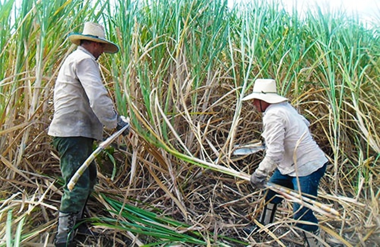 El cultivo de la caña de azúcar y la industria azucarera están indisolublemente vinculada al surgimiento y consolidación de la nacionalidad cubana./Foto: Tomada de Internet