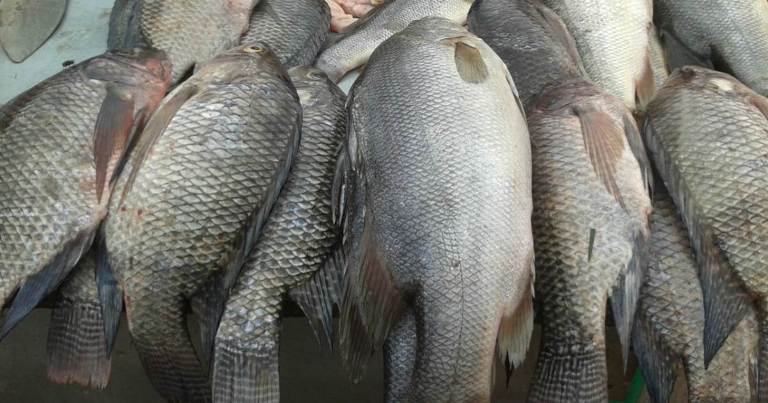 Fueron decomisados casi 43 kilogramos de pescado de agua dulce capturados ilegalmente. / Foto: Internet