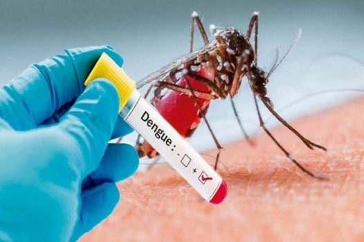 El dengue es una enfermedad infecciosa transmitida por el mosquitos Aedes aegypti, que en los casos más graves puede producir hemorragia profusa que puede provocar la muerte./Foto: Prensa Latina