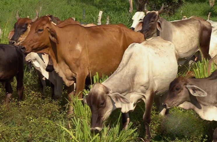 El ordeño diario de 400 vacas podría reportar no menos de un millón 168 mil litros de leche al año. /Foto: Tomada de Internet