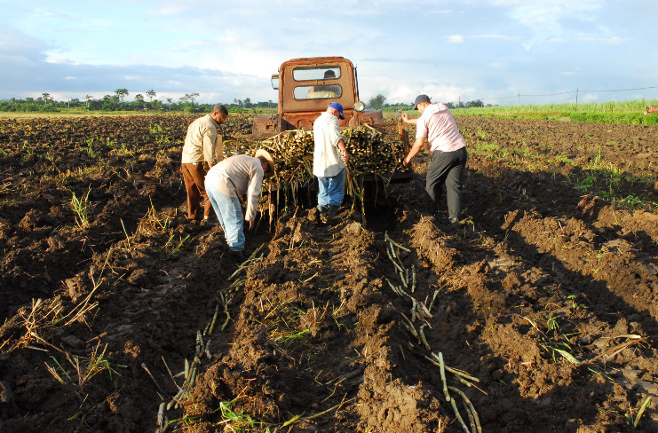 Plantar mil 500 hectáreas de caña entre enero y abril de 2020, resulta imprescindible para el sector azucarero de la provincia de Cienfuegos. /Foto: Juan Carlos Dorado