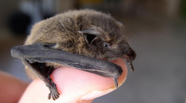 El informe apunta al murciélago como el principal sospechoso y a otra especie que lo transmitió al hombre. /Foto: Internet