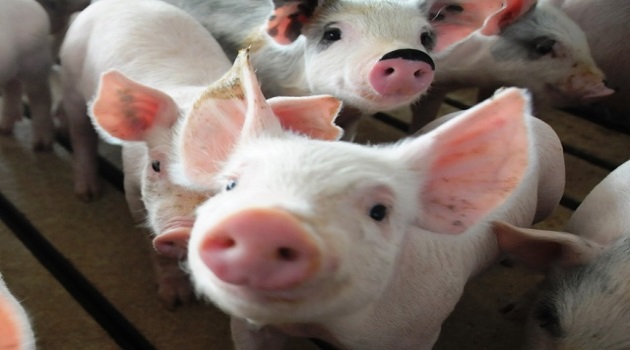 La producción anual de 9 mil toneladas de carne de cerdo en la nueva entidad tendrá un ciclo que permite el encadenamiento productivo. / Foto: Tomada de Internet