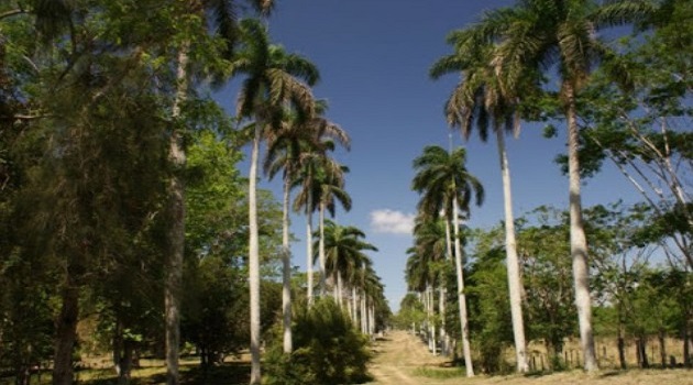 El registro del Jardín Botánico atesora la semilla más grande del mundo, de la palma de Islas Seychelles: lodoicea maldivica./Foto: Dagmara Barbieri López.