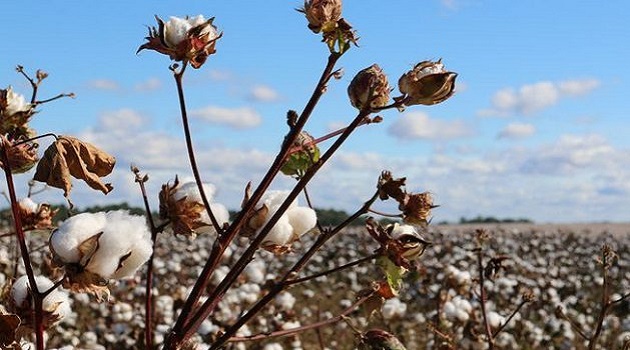 El algodón es la fibra natural más importante producida en el mundo/ Foto: Tomada de Internet