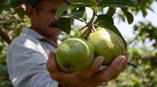 La producción de frutales es una realidad cada vez más presente en el entorno rural en Cienfuegos./Foto: Oscar Alfonso (Archivo)