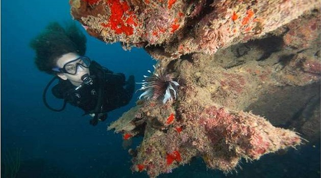 La edición online del “Fotosub 2020” pretende contribuir al aislamiento de los fotógrafos submarinos en tiempos de la Covid19. / Foto: tomada de Faro Luna Diving Center