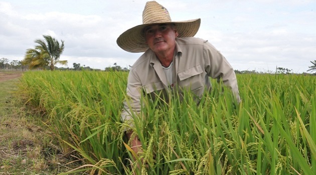 La constancia y el afán por investigar el cultivo del arroz, convirtieron a Frank Michel Becerrra en un genuino científico natural de la tierra. / Foto: Juan Carlos Dorado