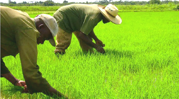 La “Antonio Maceo” dispone de un área total ascendente a 3 mil 442 hectáreas; 836 se dedican a los cultivos varios y de ellas unas 400 al cultivo de arroz. /Foto: Centro de Documentación
