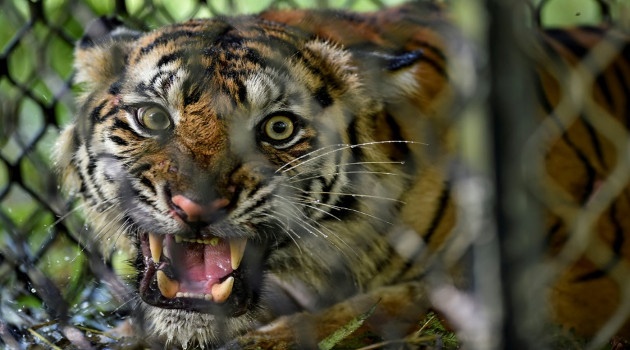 Una hembra de tigre de Sumatra dentro de una jaula antes de ser liberada a la naturaleza en el bosque de ecosistema de Leuser en la provincia de Aceh, Indonesia, el 19 de junio de 2020. /Foto: Chaideer Mahyuddin