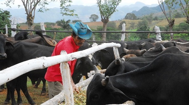 El P3 OP-15 impulsará la creación de un polo alimenticio para toda la ganadería de la montaña en Cienfuegos. / Foto: Juan Carlos Dorado (Archivo)