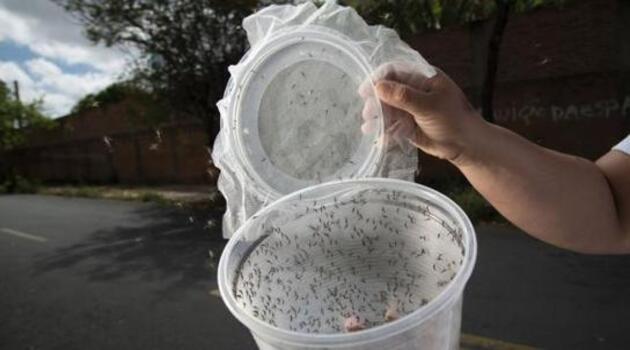 Muestra de mosquitos modificados geneticamente y liberados al medio natural. /Foto: Paulo Friedman (Science Magazine)
