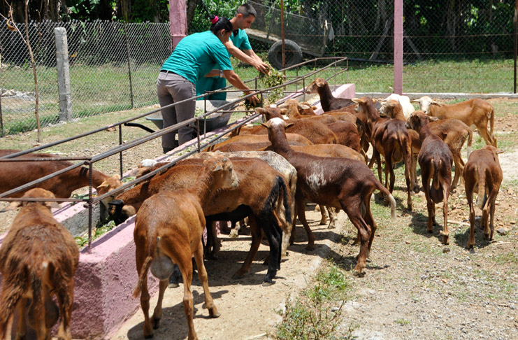 El ganado caprino está en ceba intensiva en el establecimiento conocido como EGAMITO, en Lajas. /Foto: Juan Carlos Dorado