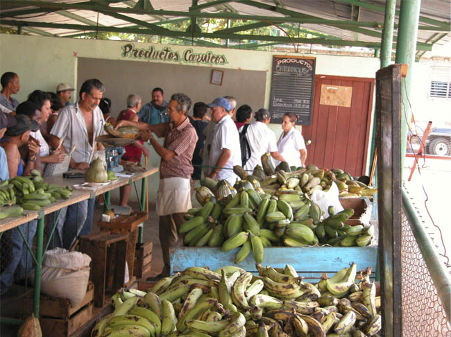 La población de Cienfuegos tendrá acceso a los mercados agropecuarios todos los días del año. / Foto: Juan Carlos Dorado