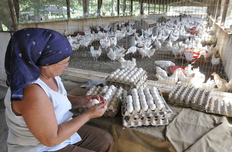 La Empresa Avícola de Cienfuegos es la tercera mejor del país en cuanto al rendimiento de huevos por gallina. /Foto: Juan Carlos Dorado