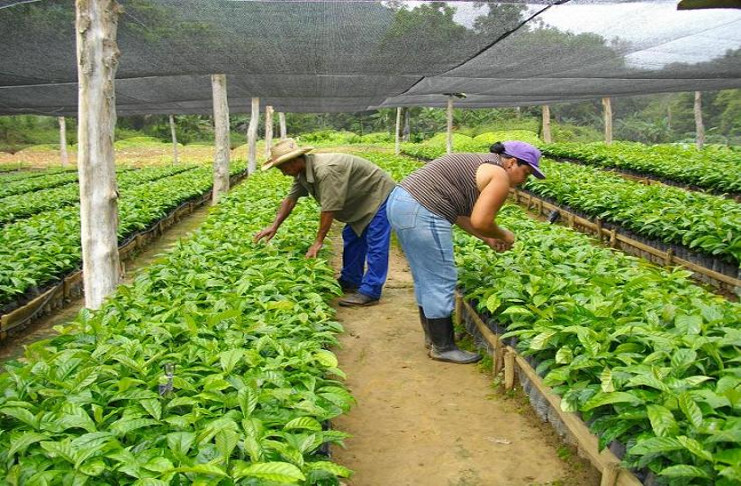 En la actual campaña de siembra 2016-17 serán llenadas 1 millón 106 mil bolsas. /Foto: del autor