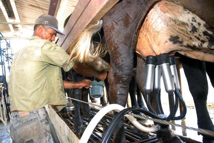 Desde hace varias semanas los ganaderos de Cienfuegos ya honraron su compromiso anual de entrega de leche a la industria, fijado en 15, 6 millones de litros. /Foto: Juan Carlos Dorado