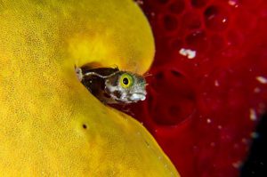 Un blenny espinoso del tamaño de una uña humana, se asoma de la seguridad de su madriguera en una esponja amarilla. Utiliza sus ojos ocultos para buscar pequeñas partículas de comida.Foto: David Doubilet and Jennifer Hayes / National Geographic