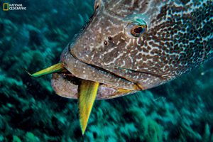 Además de los tiburones sedosos, los depredadores incluyen tiburones de arrecife del Caribe y peces grandes como el mero negro visto consumiendo un pargo Foto: David Doubilet and Jennifer Hayes / National Geographic
