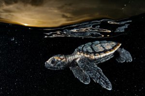 Una cría de tortuga carey en peligro de extinción de aproximadamente tres pulgadas de largo, se aleja de la costa bajo la cubierta protectora del crepúsculo. Cuba prohibió la cosecha de tortugas marinas en 2008.Foto: David Doubilet and Jennifer Hayes / National Geographic
