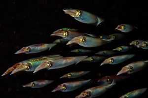 Un escuadrón de calamar caribeño conocido por sus voraces apetitos y su habilidad para comunicarse por los rápidos cambios en el color de la piel y los patrones, busca comida. Foto: David Doubilet and Jennifer Hayes / National Geographic