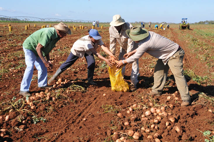 A por más papas en 2017 - 5 Septiembre