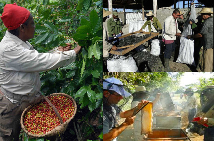 La actividad agroforestal en Cuba cerró 2016 con más de 55 millones de pesos (CUP) en utilidades y cumplimiento en las ventas netas. /Collage: 5 de Septiembre