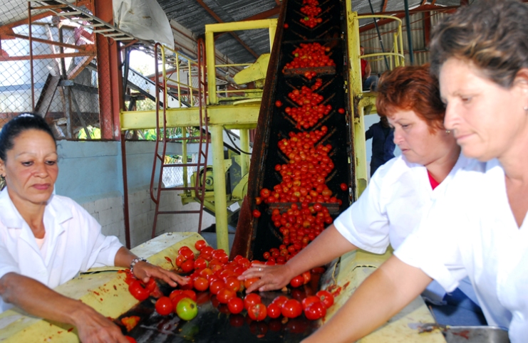 Avanza en Cienfuegos la llamada “zafra del tomate”. Foto: Efraín Cedeño