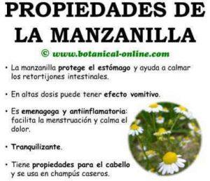 Foto manzanilla propiedades 2