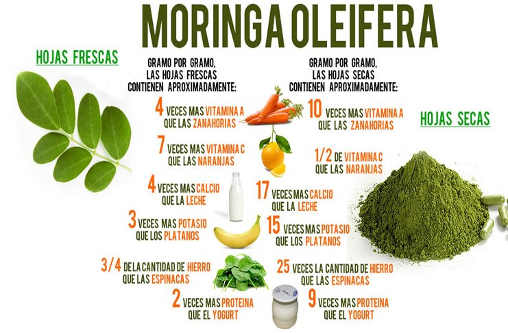 Foto moringa beneficios 1 listo