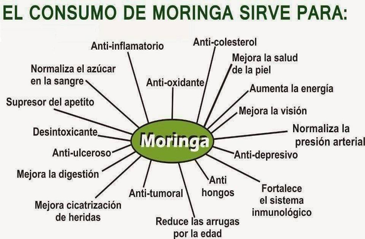 Foto moringa beneficios moringa medicinal listo