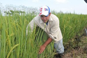 Orelvis, del servicio militar a la producción de alimentos (1)