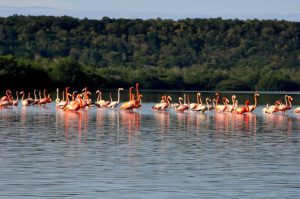 El refugio natural Laguna de Guanaroca se halla entre las zonas ecológicas más importantes de Cienfuegos. / Foto: Juan Carlos Dorado