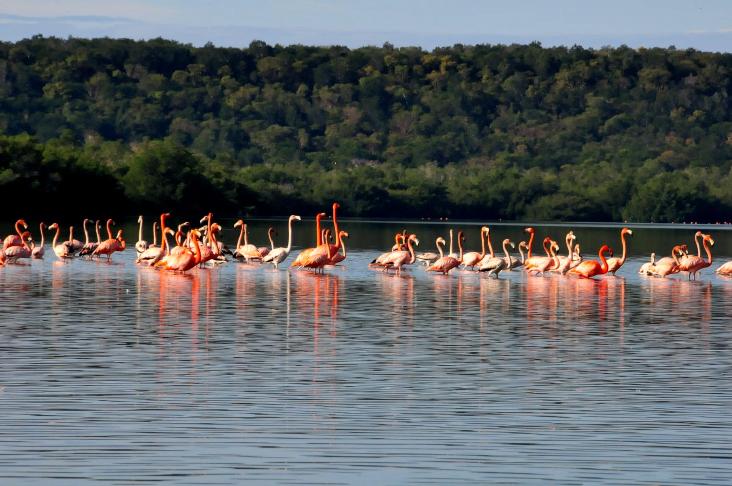 El refugio natural Laguna de Guanaroca se halla entre las zonas ecológicas más importantes de Cienfuegos. / Foto: Juan Carlos Dorado