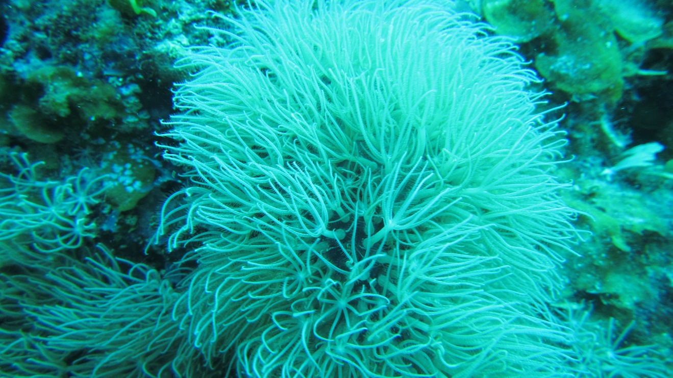 Una crónica a propósito de celebrarse hoy, 8 de junio, el Día Mundial de los Océanos. /Foto: cortesía del Club de Buceo Los Crustáceos