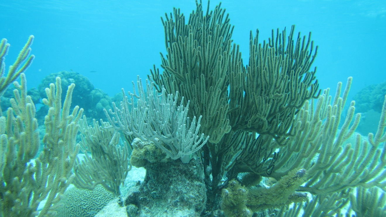 Una crónica a propósito de celebrarse hoy, 8 de junio, el Día Mundial de los Océanos. /Foto: cortesía del Club de Buceo Los Crustáceos